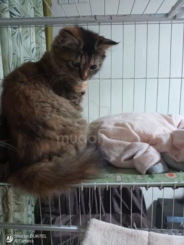 Brown Tabby Kitten - photo 4 of 6