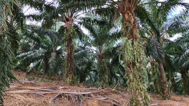 19.3 acres palm oil and rubber tree, Rembau, Negeri Sembilan 1