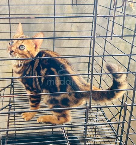 Bengal Marble - photo 3 of 6