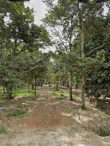 3.78acre Api Api, Pontian Durian Farm with Famous Durian  Agriculture 1