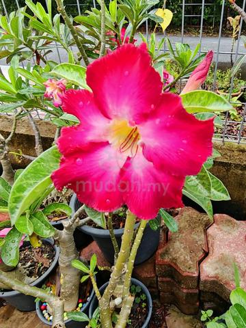Anak pokok adenium  untuk Dijual - photo 6 of 6