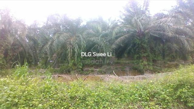 220 acres Palm Oil Platation Kuala Pilah Simpang Dangi Johol to Grab 1