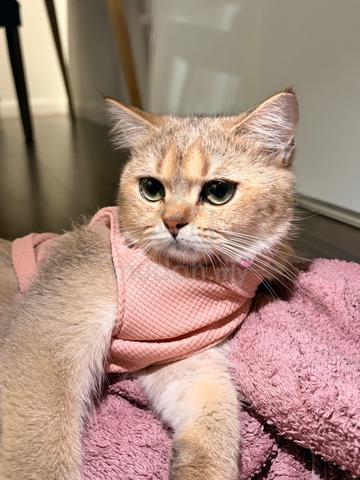 British shorthair - photo 6 of 6
