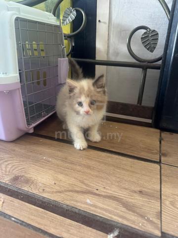 2 kitten utk dijual. - photo 6 of 6