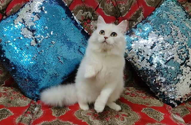 Persian - photo 2 of 3