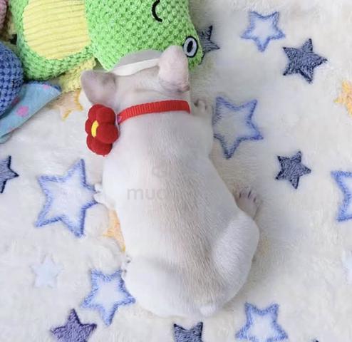 FRENCH BULLDOG PUPPIES VIP813 🌻 Boy-Girl Cream - photo 4 of 4