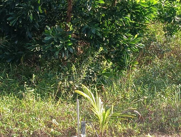 Tanah Lot Kg Paya Redan, Bukit Lintang, Melaka For Sale 4