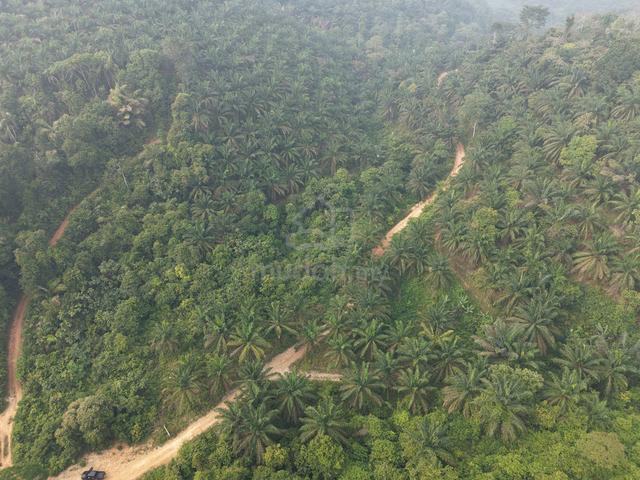 Tanah Sawit 5.4 Ekar 1