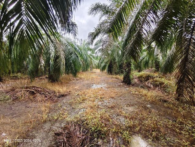 Tanah pertanian 3.8 ekar, Parit 17, Sungai Panjang, Sabak Bernam 1