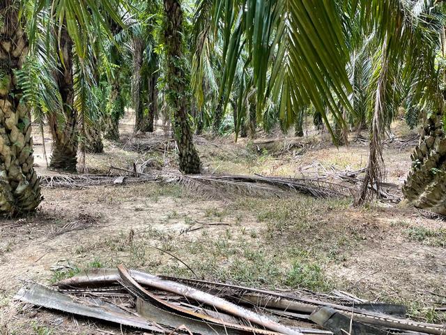 [FREEHOLD][BELOW BANK VALUE] Negeri Sembilan Agriculture Oil Palm Land 4