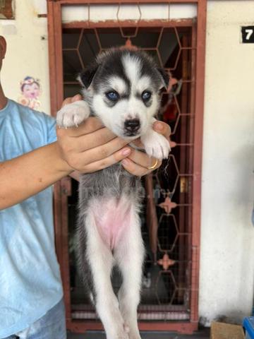 Grey husky hot sale for sale