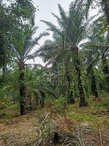Kebun sawit 1ekar 1