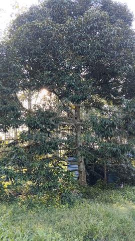 Dusun cantek 1