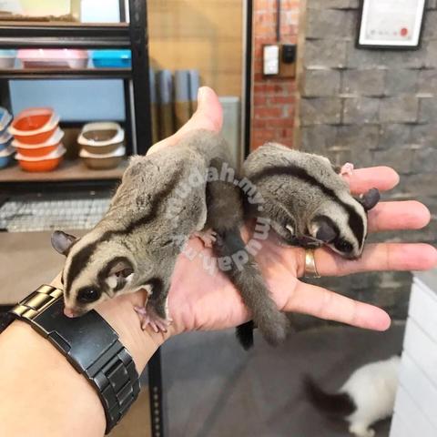 kedai sugar glider
