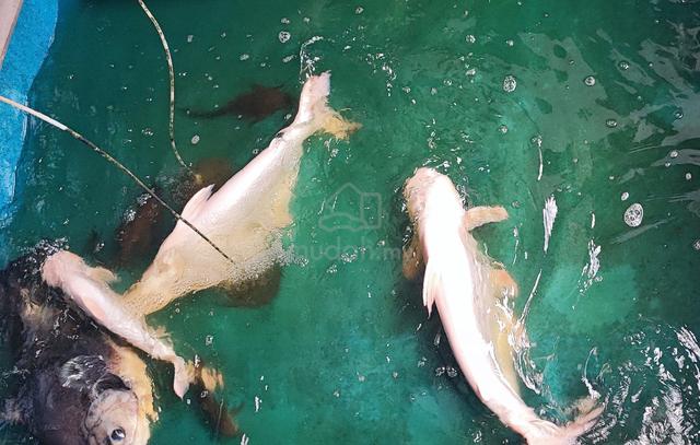 8ft fiber tank with fish - photo 2 of 6