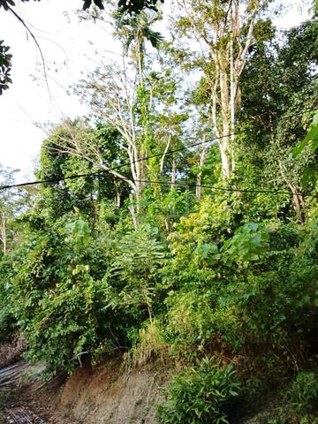 Perak Gerik Leasehold Land For Sale 1