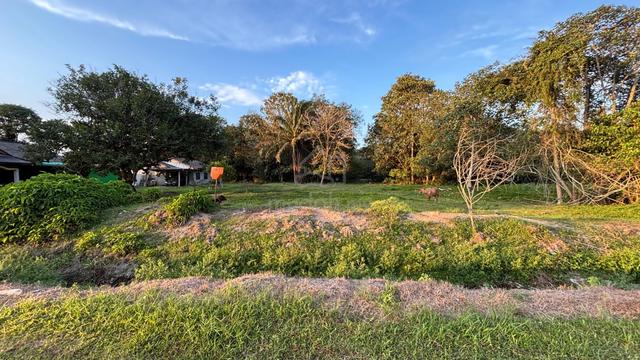 3 Parcels of Agri Lands Mixed Zoning near Port Tanjung Pelepas, Johor 1