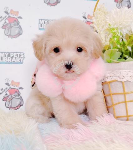 Baby Princess Maltipoo Maltese Poodle Puppy Dog B7 - Pets For Sale In  Puchong, Selangor