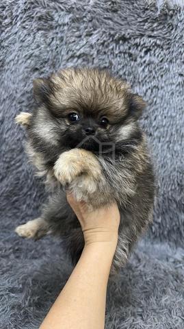 Pure Breed Brown Sable Pomeranian (F) 纯种棕褐色博美 女生 - photo 3 of 5