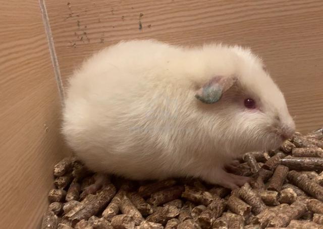 Carousel Image Selected
