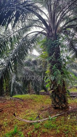 Kebun Sawit untuk dijual di Kg Mensudut Lama 1
