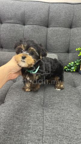 Pure Breed Yorkshire Terrier (Male) 纯种约克夏 男生 - photo 3 of 3