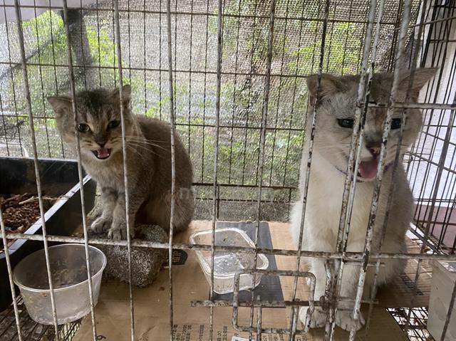 BSH mix - photo 6 of 6