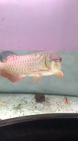 Arowana golden heat - photo 2 of 4