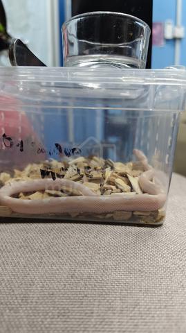Corn Snake - photo 4 of 5