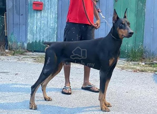 Doberman - photo 4 of 4