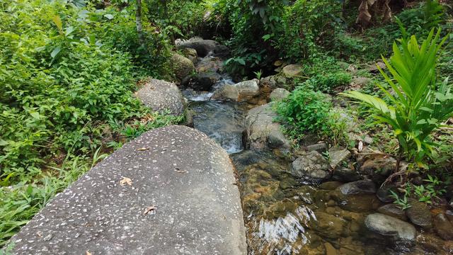 Kebun Durian Batu Kurau Untuk Dijual 1