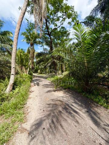 Pontian Agriculture Land Oil Palm Tree Sale Johor 1