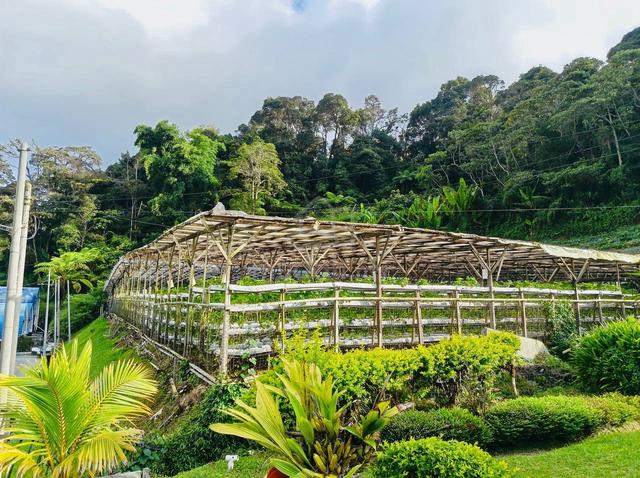 GERAN INDIVIDU LOT BANGUNAN Cameron Highlands Pahang 1