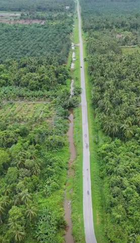 Oil Palm Estate with Mill for Sale 5