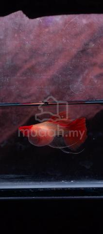 Carousel Image