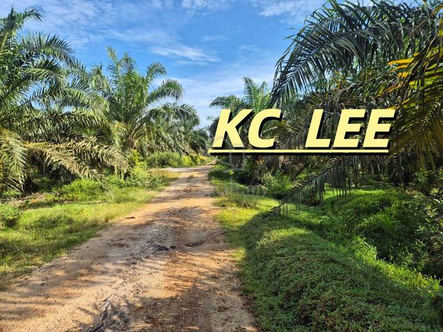 Estate 19.968 Relung Agricultural Land For Sale @ Selama , Kedah 1