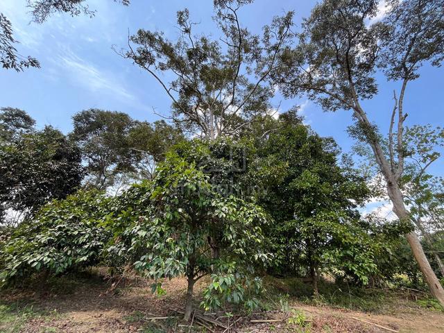 DUSUN RAPAT SUNGAI ! Durian 25 Pokok ! Gajah Putih Sik - Pendang ! 5