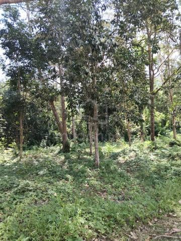 Tanah dusun untuk di jual 1