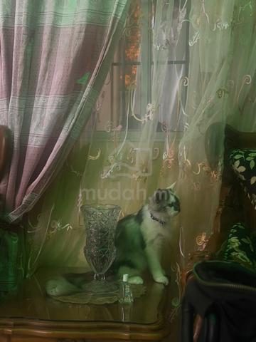 Carousel Image Selected