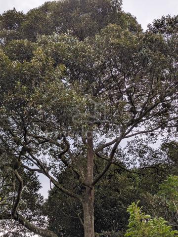 Tanah Dusun Nilai Negeri Sembilan 2