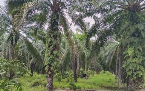 Kebun sawit di balik pulau untuk di jual.  1