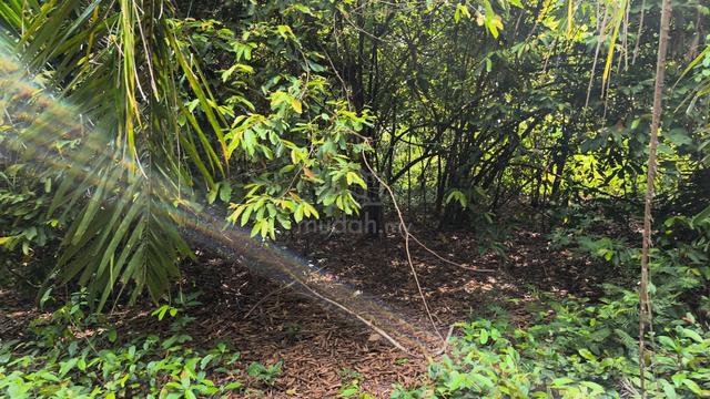 2 Ekar Tanah kosong Kg Spangloi Buloh Kasap Segamat Johor 1