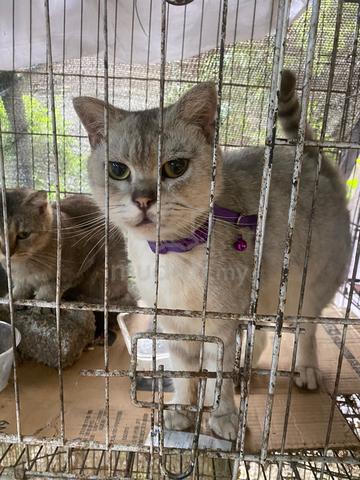 scottish mix bsh - photo 2 of 4