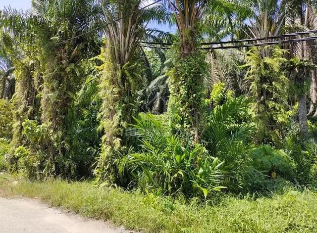 5acres +-Agricultural land,nibong tebal nar to parit buntar for sale 1