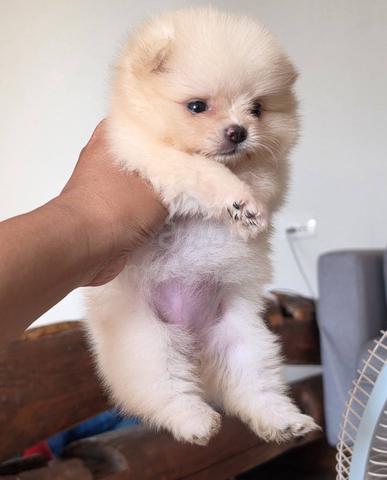 POMERANIAN PUPPIES VIP06 available cute girl - photo 3 of 3
