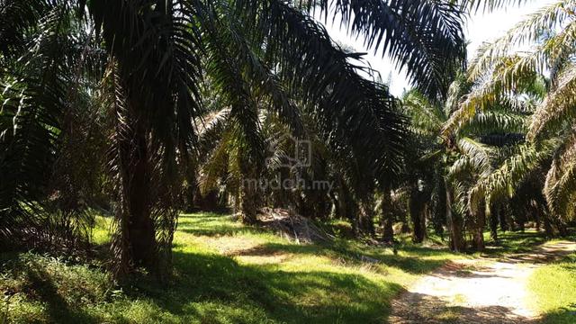 Negeri Sembilan Rembau Agricultural Freehold Land For Sale 1