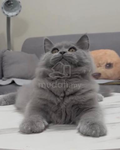 Carousel Image Selected