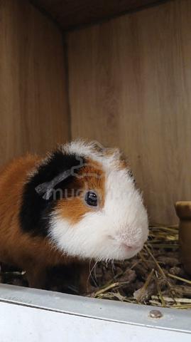 Teddy Guinea Pig - photo 2 of 4