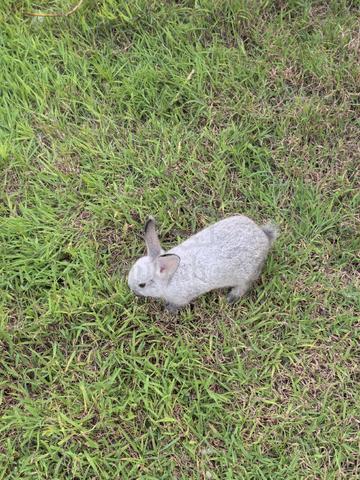 Rabbit with good heath for sale  - photo 5 of 6