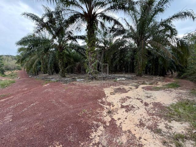 TANAH PERTANIAN JABI 2 EKAR UNTUK DIjUAL 1